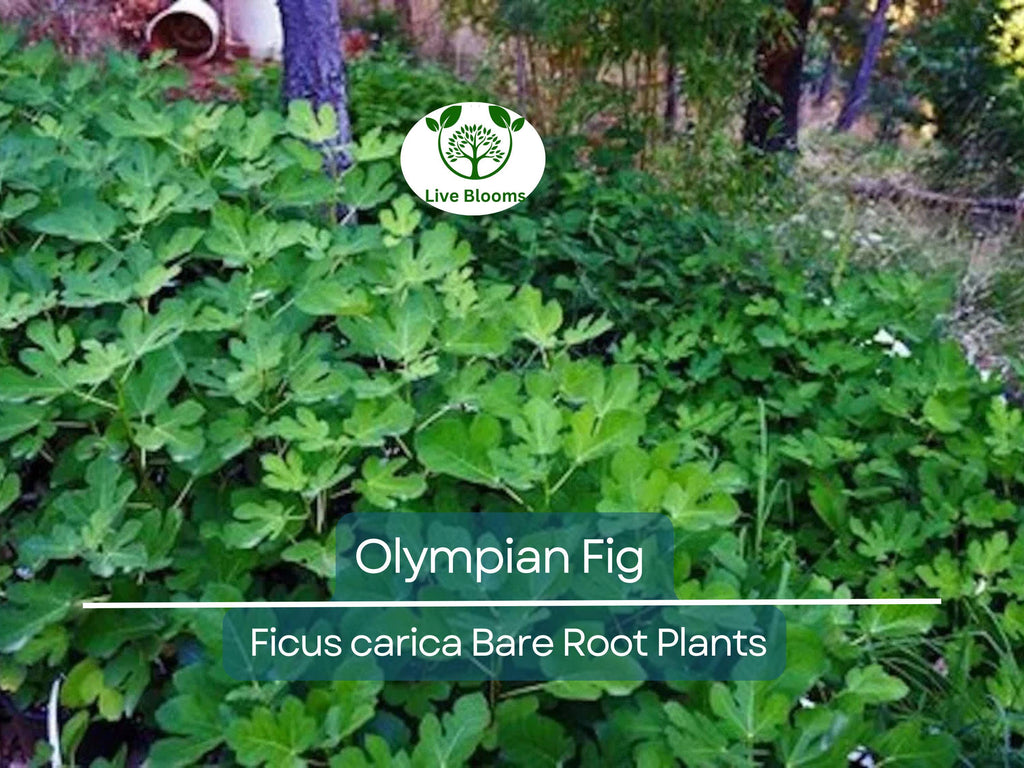 1 Olympian Fig Tree Bare Root Starter Plants - Ficus carica, Cold Hardy, Sweet Fruit, Edible Garden, Non-GMO Live Plant
