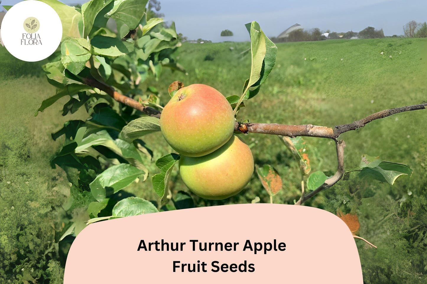 25+ Arthur Turner Apple Seeds | English Heirloom Variety | Malus domestica | Rare Cooking Apple Tree Seeds for Garden Planting