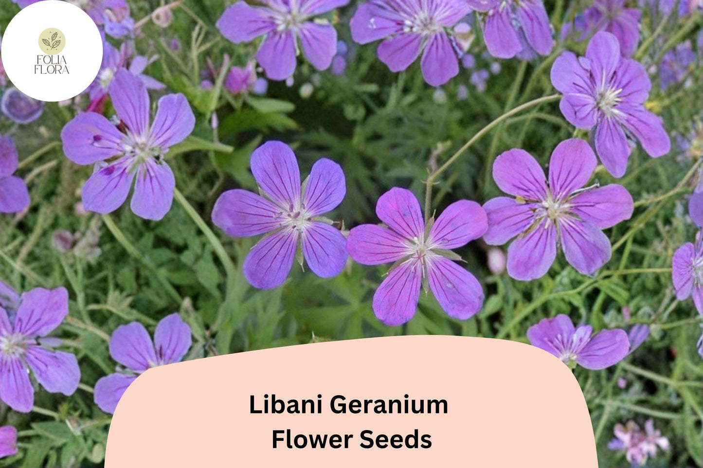 25+ Libani Geranium Seeds for Garden Planting – Purple Flowers, Hardy Perennial