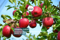 Live Winesap Apple Tree (2-3ft) | Sweet & Tart Fruit | Bare Root | Plant Now for Spring