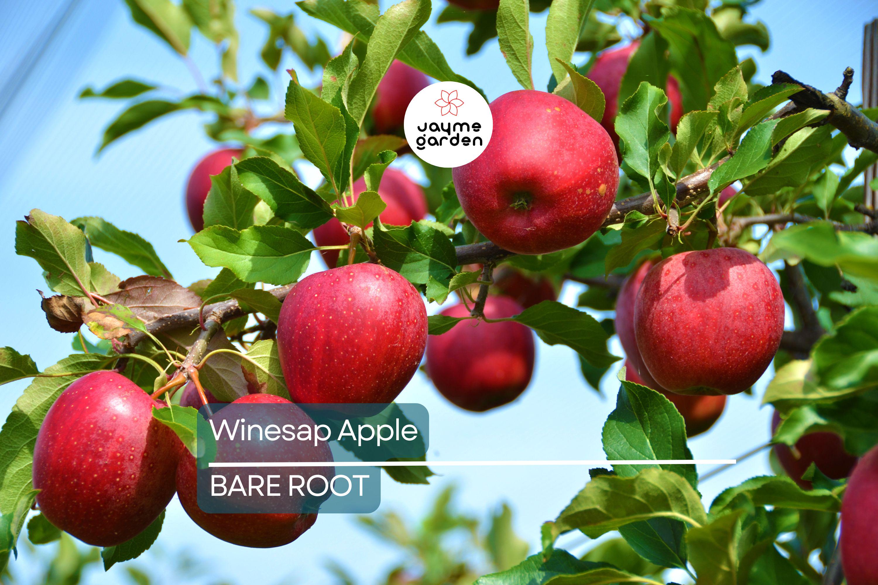 Live Winesap Apple Tree (2-3ft) | Sweet & Tart Fruit | Bare Root | Plant Now for Spring