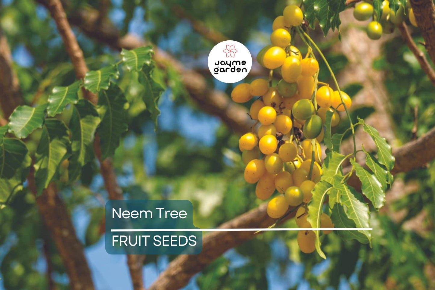 Rare Neem Tree Seeds - Azadirachta indica, 50-65 ft Tall, USDA Zones 10-12, Full Sun, Well-Drained Soil, 10 Seeds per Pack