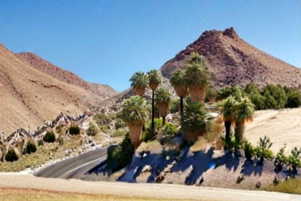 California Fan Palm Seeds – Washingtonia filifera, Native Desert, Iconic Landscape (5 Seeds)