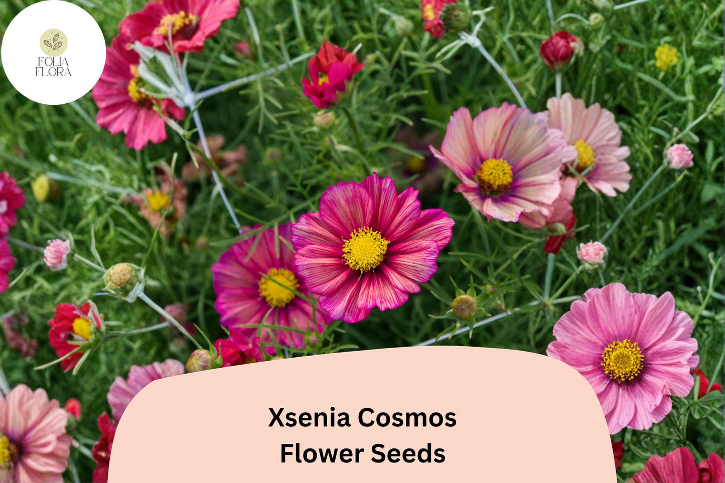 200+ Xsenia Cosmos Seeds | Cosmos bipinnatus Peach Pink Blooms | Easy Annual Garden Flower for Borders & Pollinators