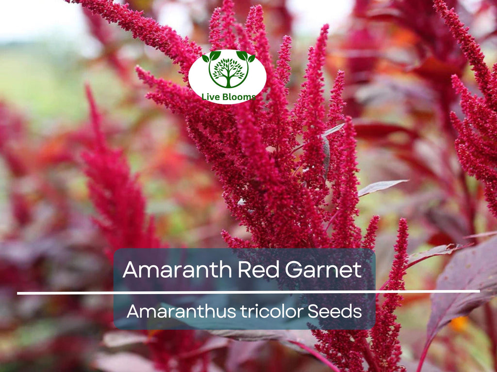 750 Amaranth Seeds Red Garnet | Edible Microgreens & Grain | Tall up to 10’ | Non-GMO | Amaranthus Tricolor | Heirloom