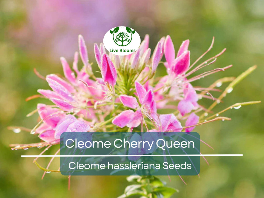 200 Seeds Cleome Cherry Queen, Spider Plant, Attracts Butterflies & Bees, Non-GMO, Vibrant Pink Flowers, Cleome hassleriana