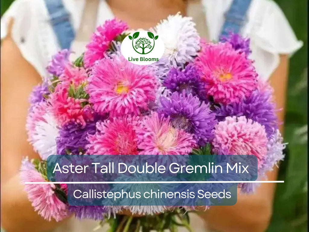 20 Seeds Aster Tall Double Gremlin Mix, Aster novi-belgii, Non-GMO 30" Cut Flowers, Sun/Part Shade Perennial, Vibrant Garden Blooms