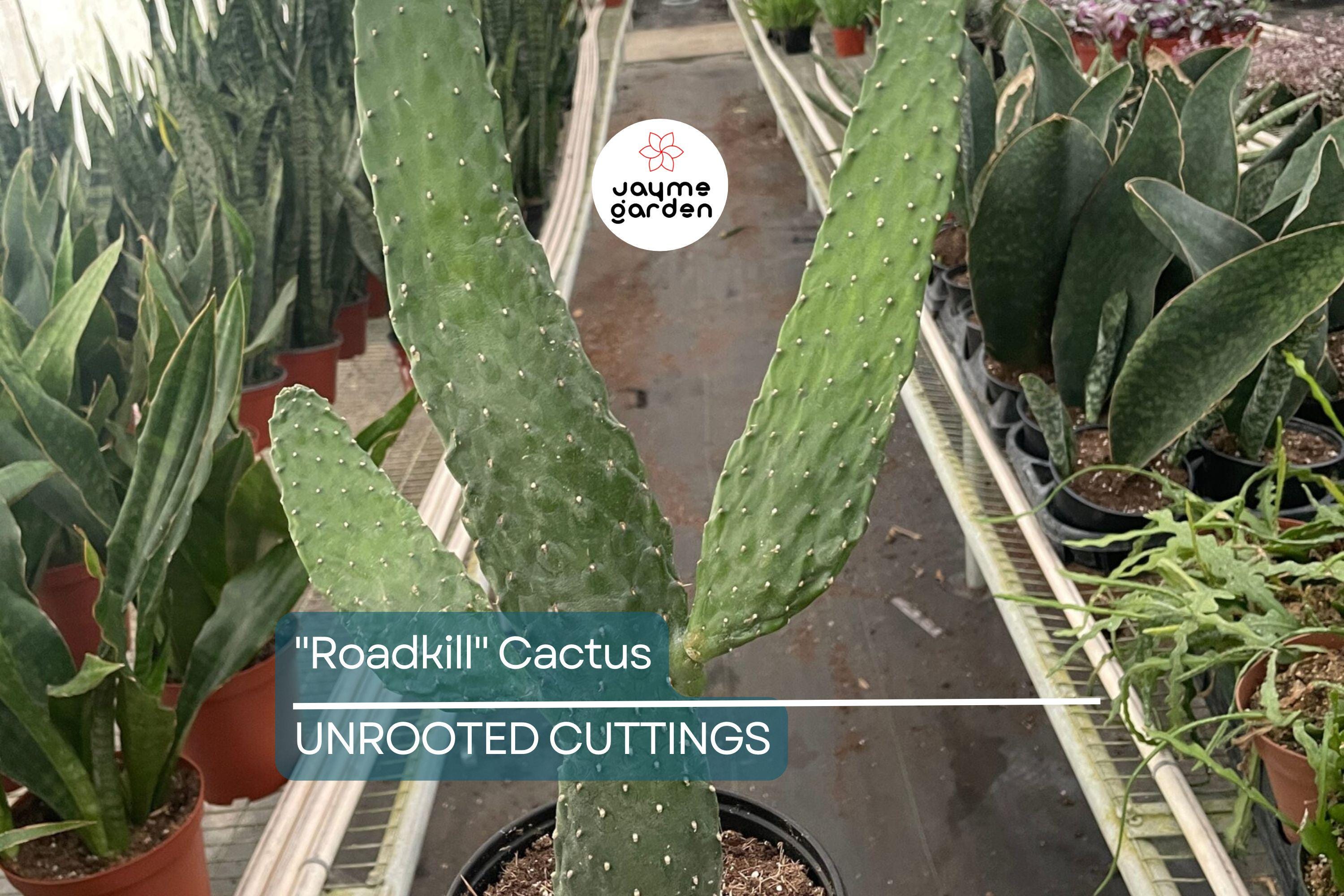Live "Roadkill" Cactus Plant Cutting – Unique Cactus Cutting for Indoor & Outdoor Growth, Easy to Care For