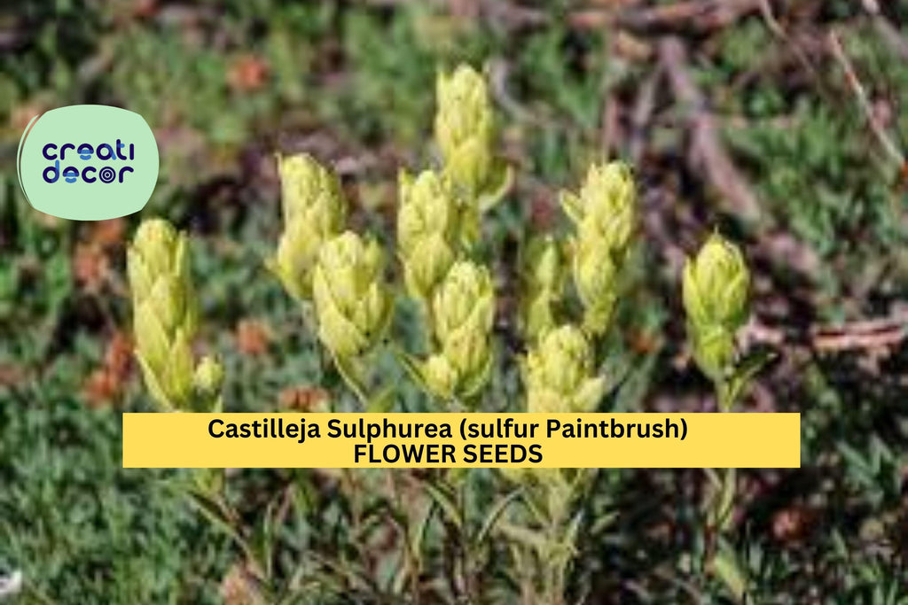 3pcs of 100mg Sulfur Paintbrush Seeds – Castilleja sulphurea Native Yellow Wildflower for Meadows & Pollinator Gardens Seeds for Planting