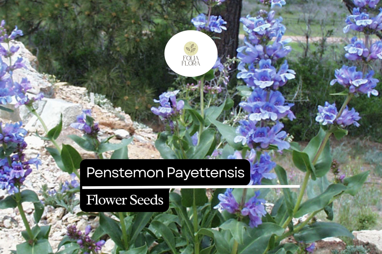 100mg Penstemon payettensis - Payette Penstemon Seeds, Rare Native Wildflower for Pollinator Gardens