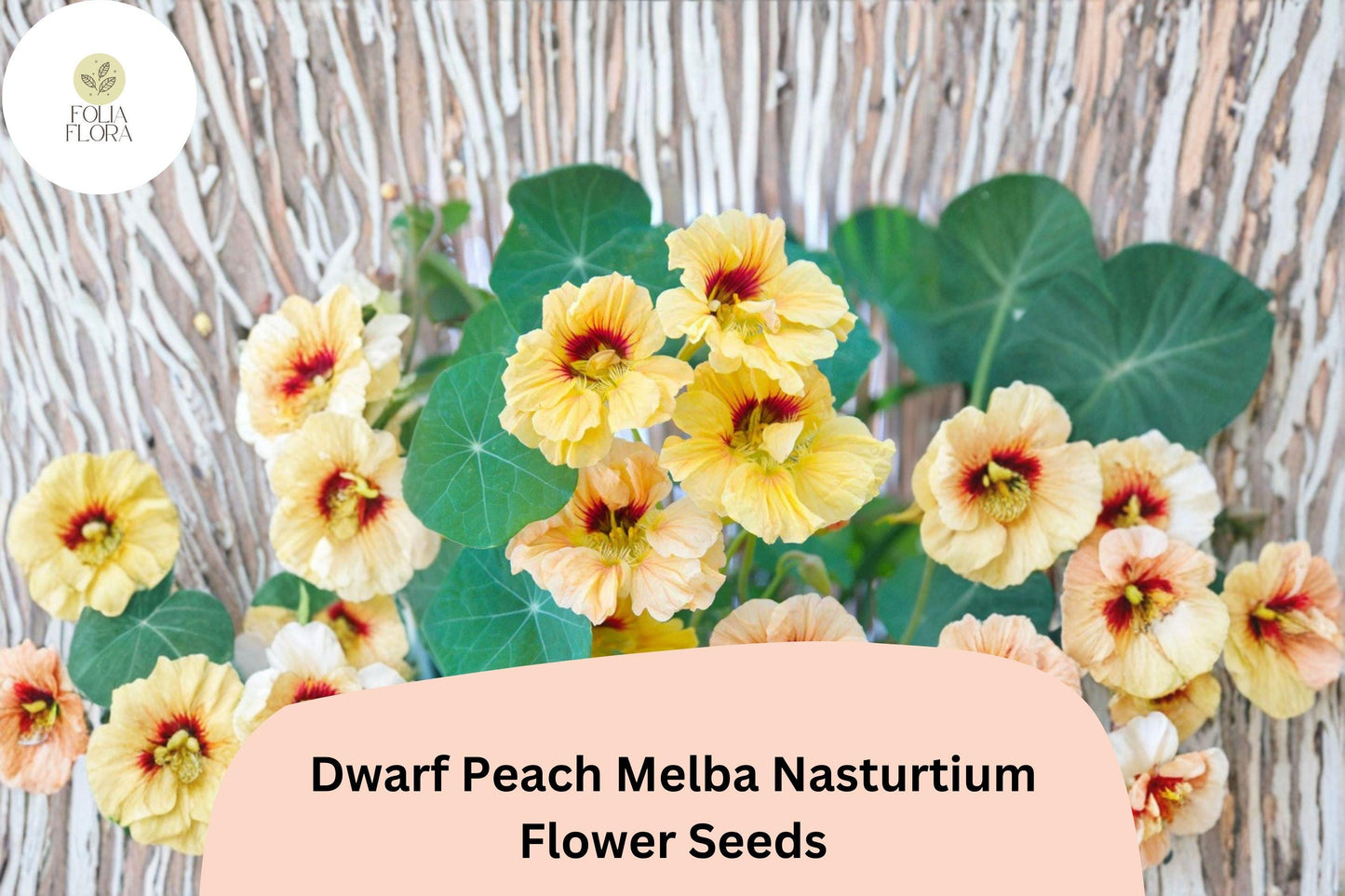 50+ Dwarf Peach Melba Nasturtium Seeds | Tropaeolum majus | Cream & Red Blooms