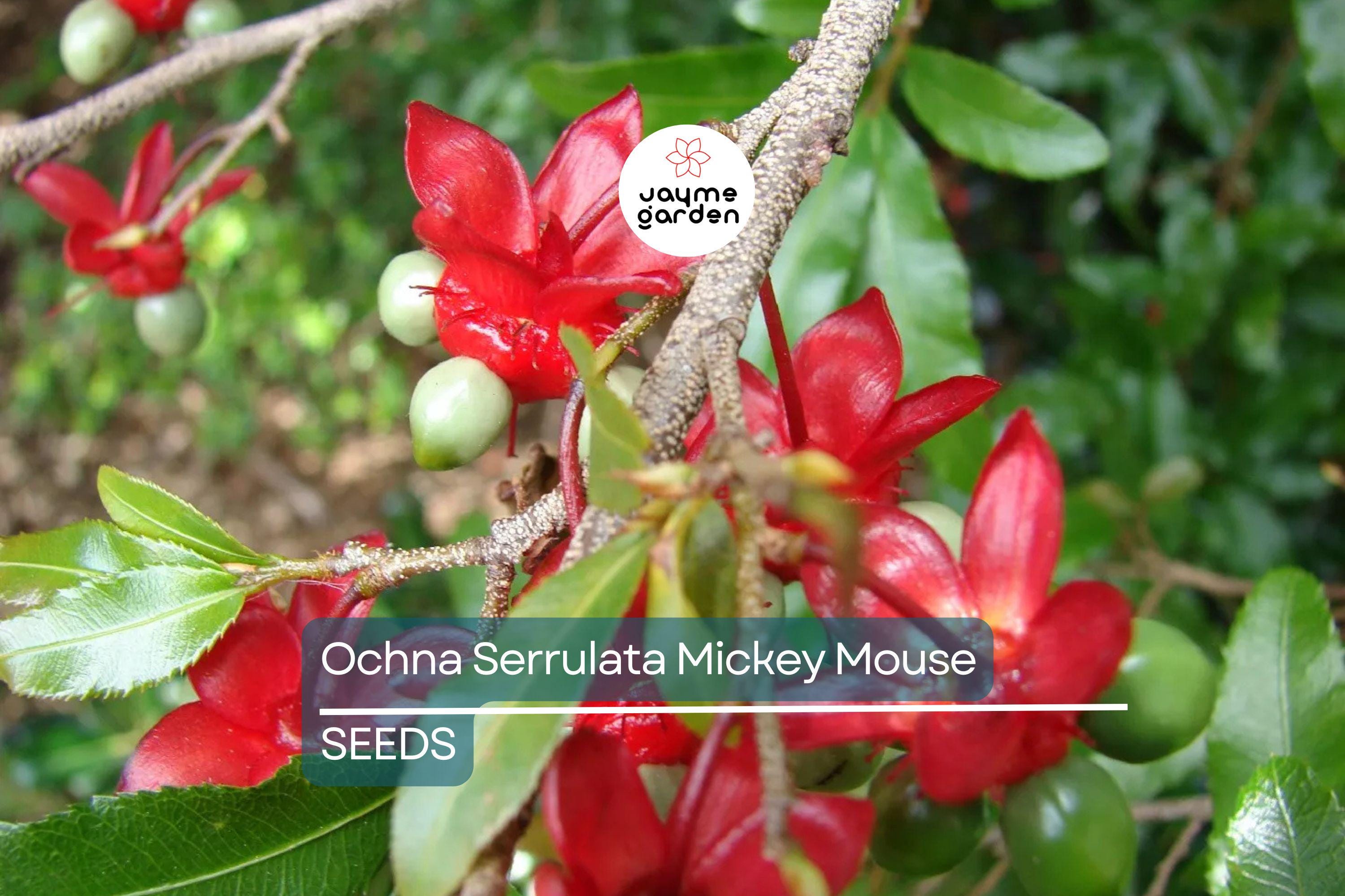 35 Ochna Serrulata Seeds - Mickey Mouse Plant - Yellow Flowers, Bonsai, Tropical Garden, Hardy Zones 9-11
