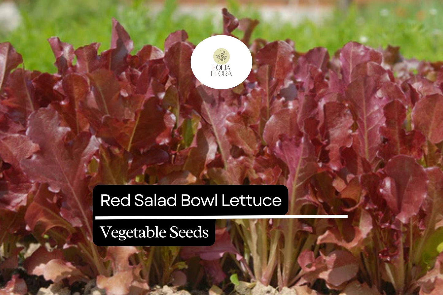 1000 Red Salad Bowl Lettuce Seeds – Lactuca sativa – Heirloom Leaf Lettuce, Deep Red Leaves, Fast-Growing, Non-GMO, Tender & Crisp