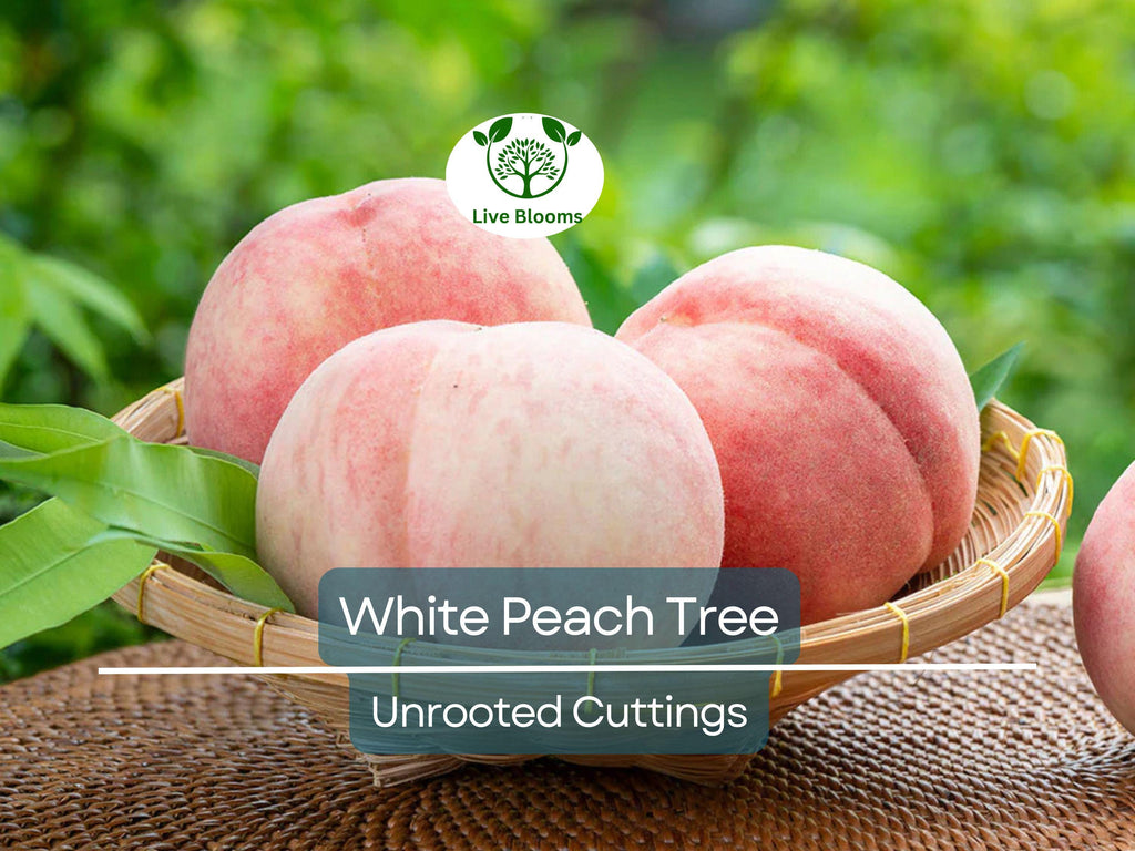 3PCS Juicy White Peach Tree 5-6" Unrooted Cuttings - Prunus persica, Delicious Fruit Tree for Propagation, Easy to Grow, Home Orchard Plant
