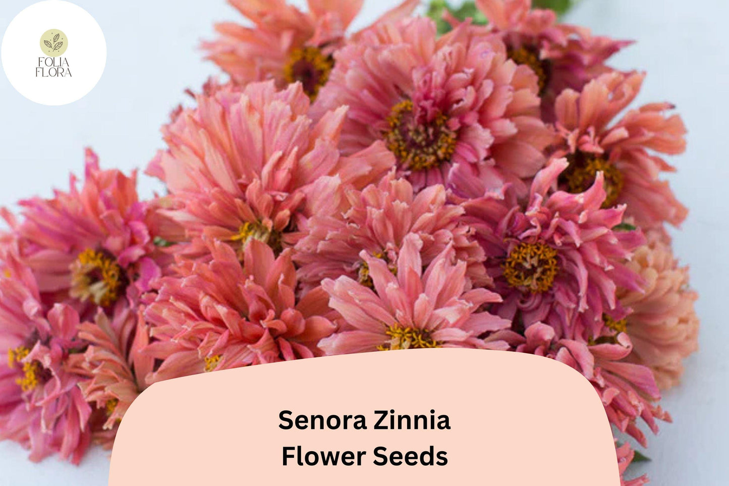 100+ Senora Zinnia Seeds | Soft Pink Blooms | Annual Garden Flowers, Easy Grow, Cut Flower Variety