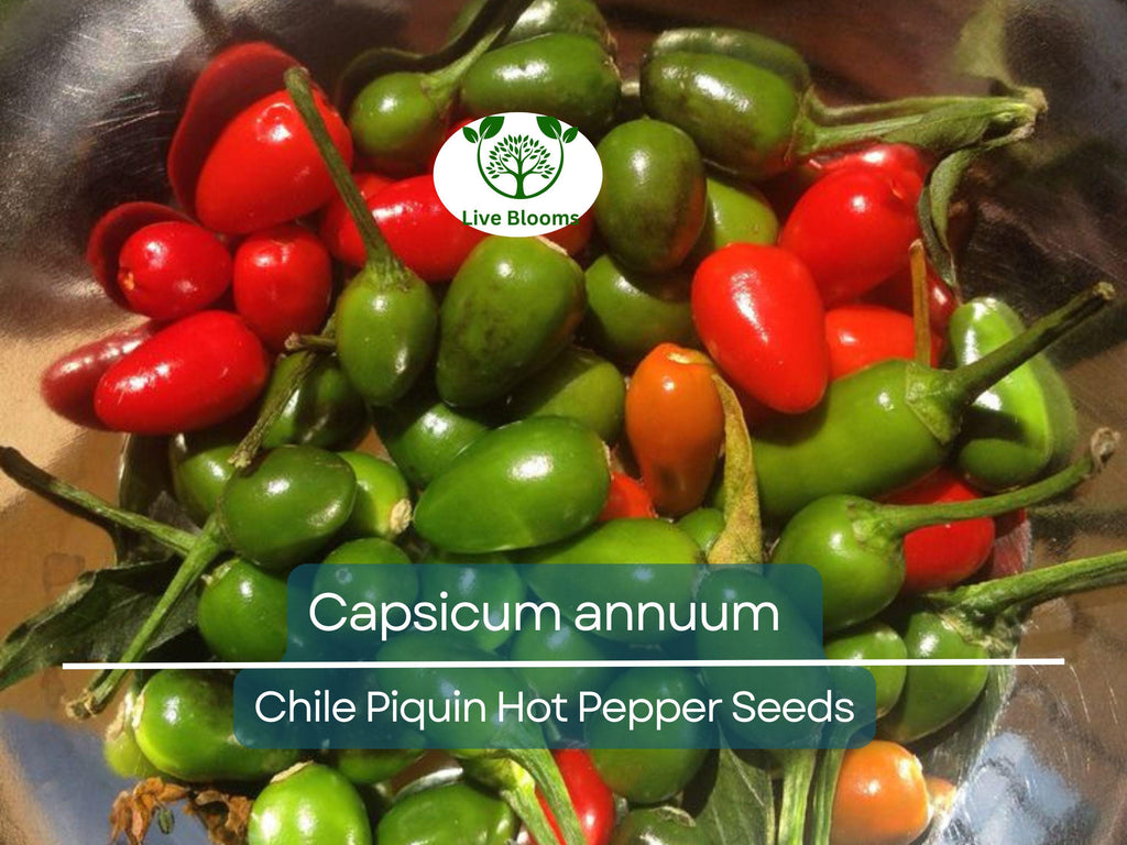 30 Seeds Chile Piquin Hot Pepper – Capsicum annuum | Heirloom Tiny Chili Peppers for Planting, Gardening & Spicy Culinary Use