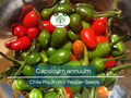 30 Seeds Chile Piquin Hot Pepper – Capsicum annuum | Heirloom Tiny Chili Peppers for Planting, Gardening & Spicy Culinary Use