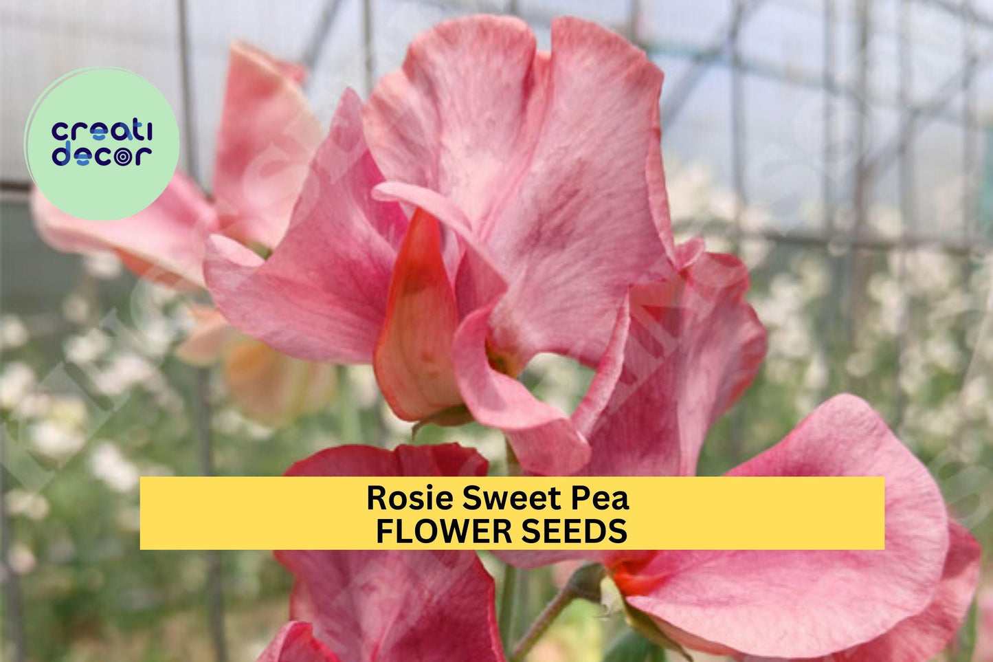 50+ Rosie Sweet Pea Seeds – Classic Rose-Pink Fragrant Blooms for Garden Planting, Climbing Vines for Trellises & Bouquets – USA
