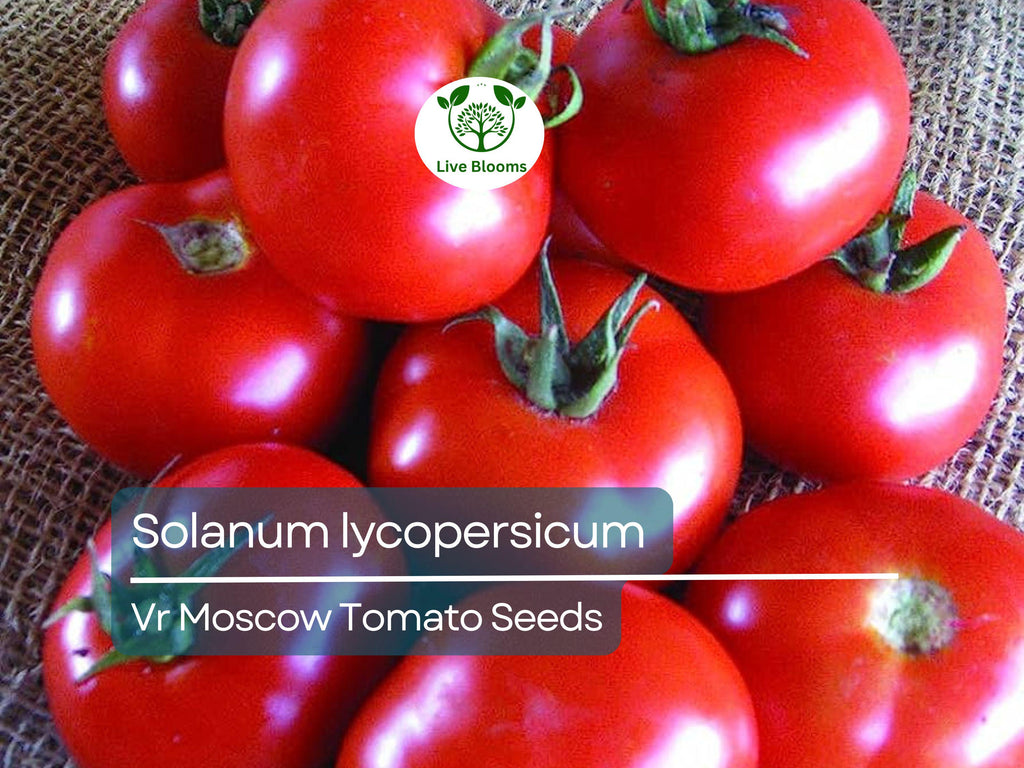 100 mg VR Moscow Tomato Seeds - Solanum lycopersicum | Heirloom Disease-Resistant Tomato for Planting, Gardening & Slicing