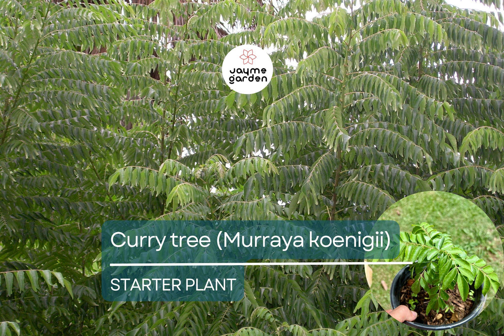 Curry Tree - Live Murraya koenigii Plant 1’-2’ Tall | Culinary Herb Tree | Compact Growth for Indoors & Gardens