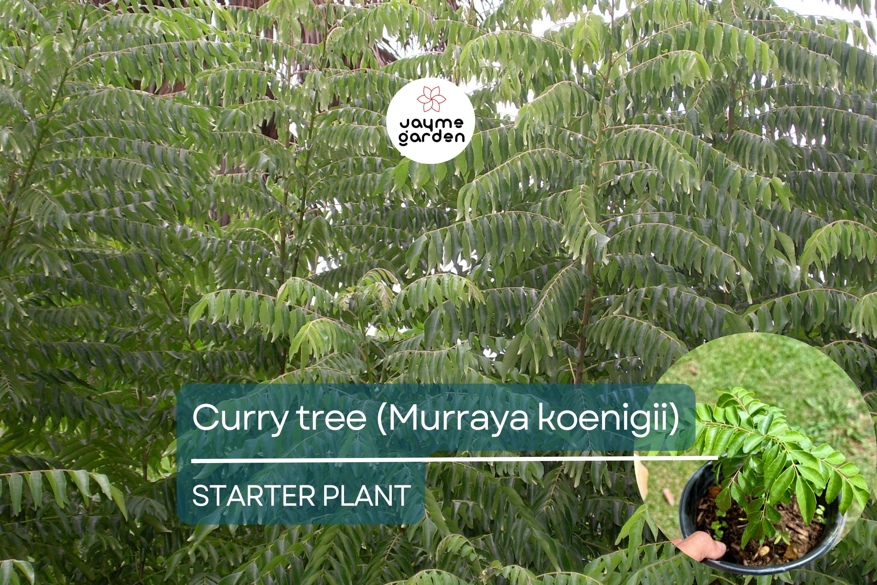Curry Tree - Live Murraya koenigii Plant 1’-2’ Tall | Culinary Herb Tree | Compact Growth for Indoors & Gardens