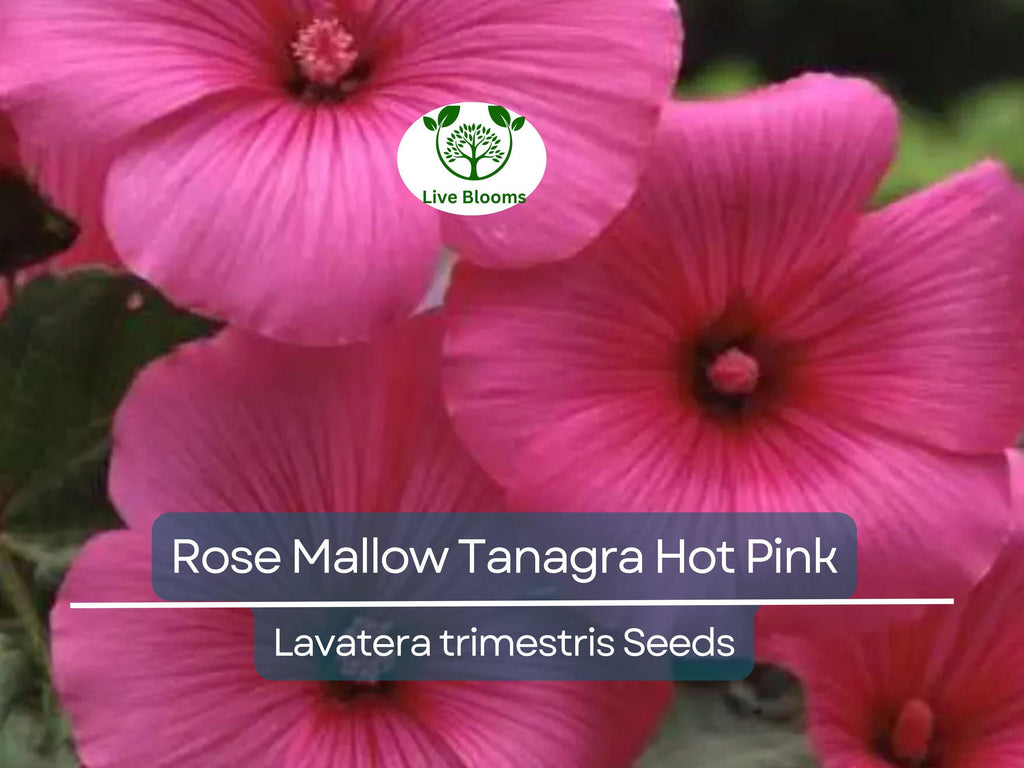 100 Seeds Rose Mallow Tanagra Hot Pink Blooms, Pollinator Attractor, Non-GMO, Hardy Perennial, Vibrant Flowers for Garden