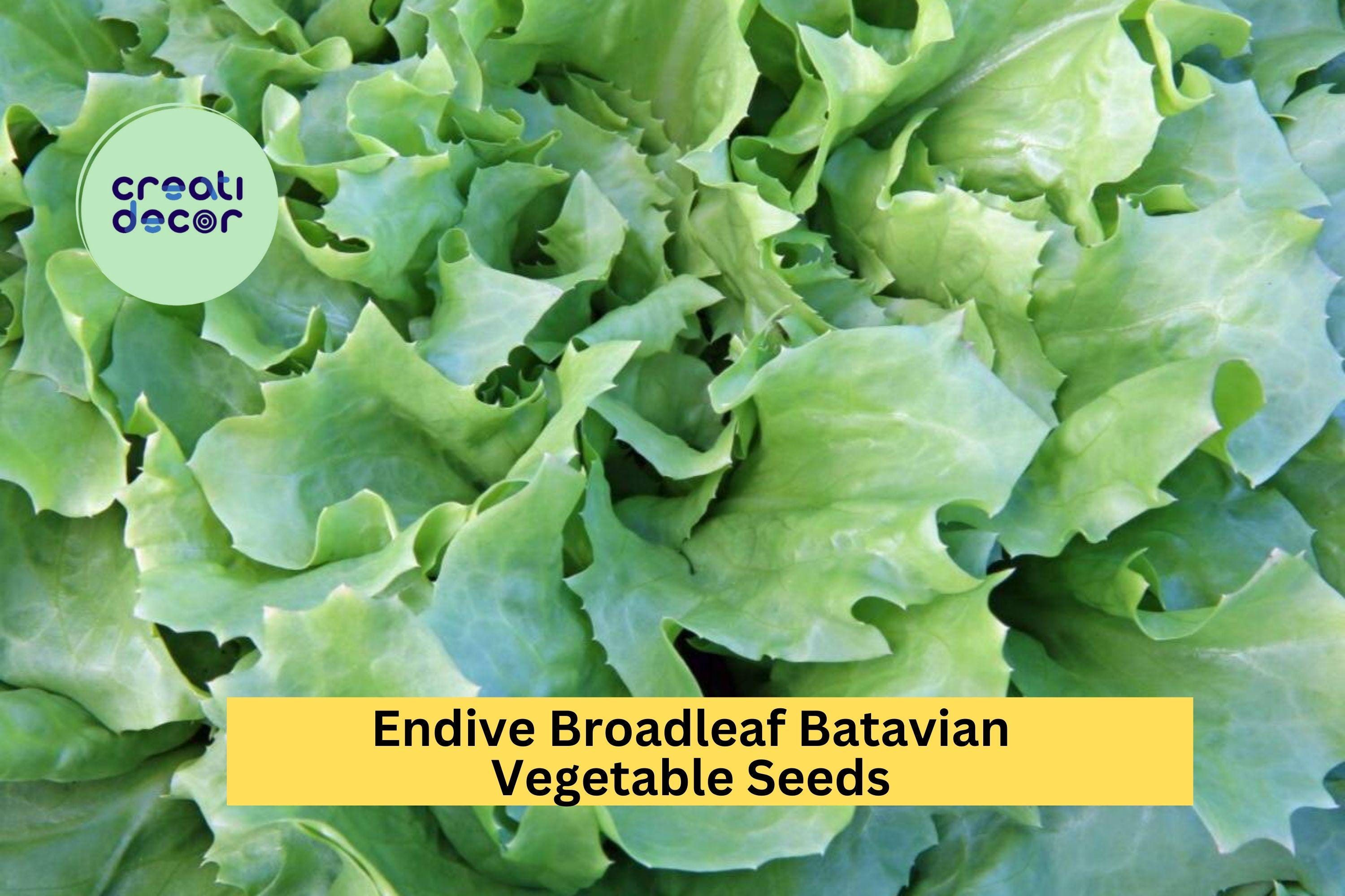 3pcs of 1g Endive Broadleaf Batavian Seeds – Crisp, Mild Leaves for Fresh Salads, Sandwich Greens, and Summer Gardens Seeds for Planting