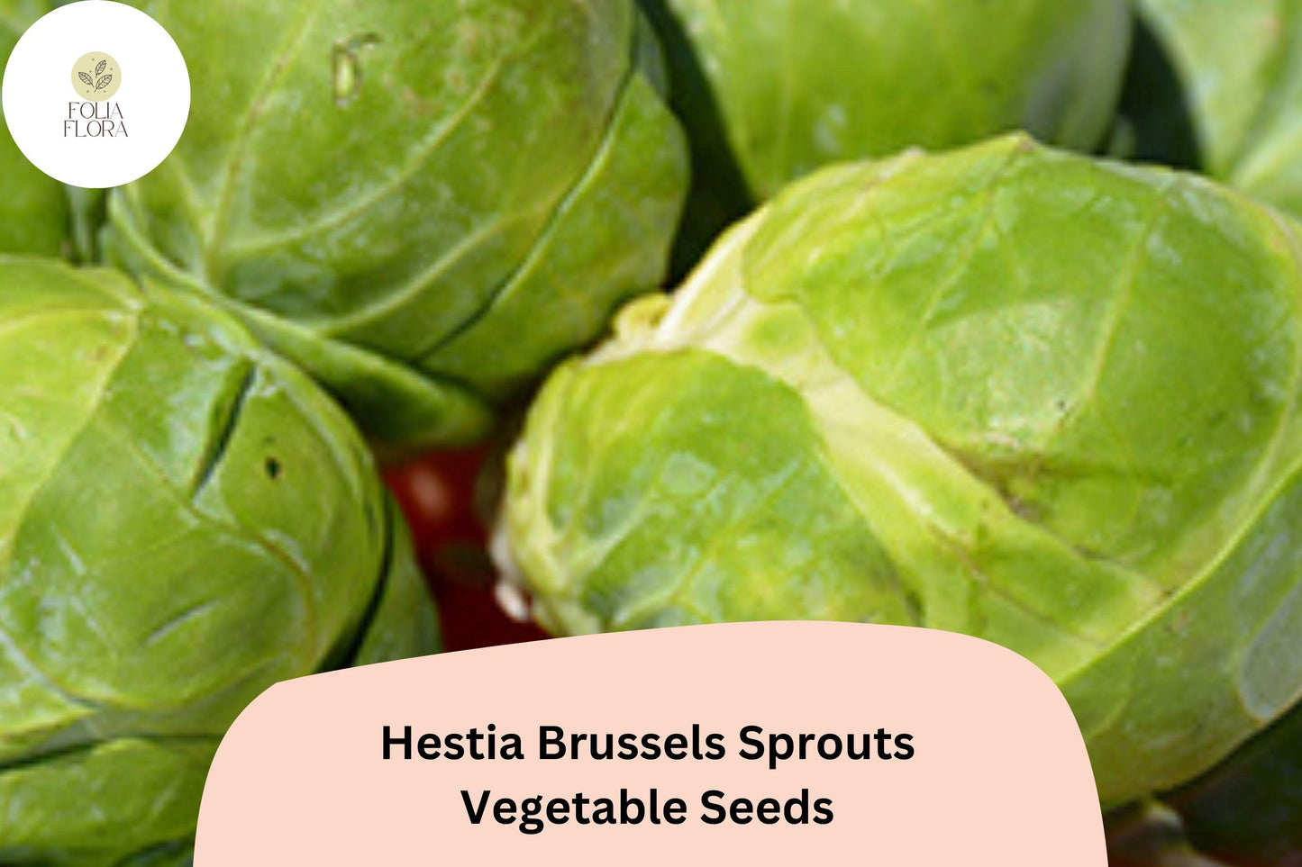 500+ Hestia Brussels Sprouts Seeds – High-Yield, Sweet & Cold-Hardy Variety