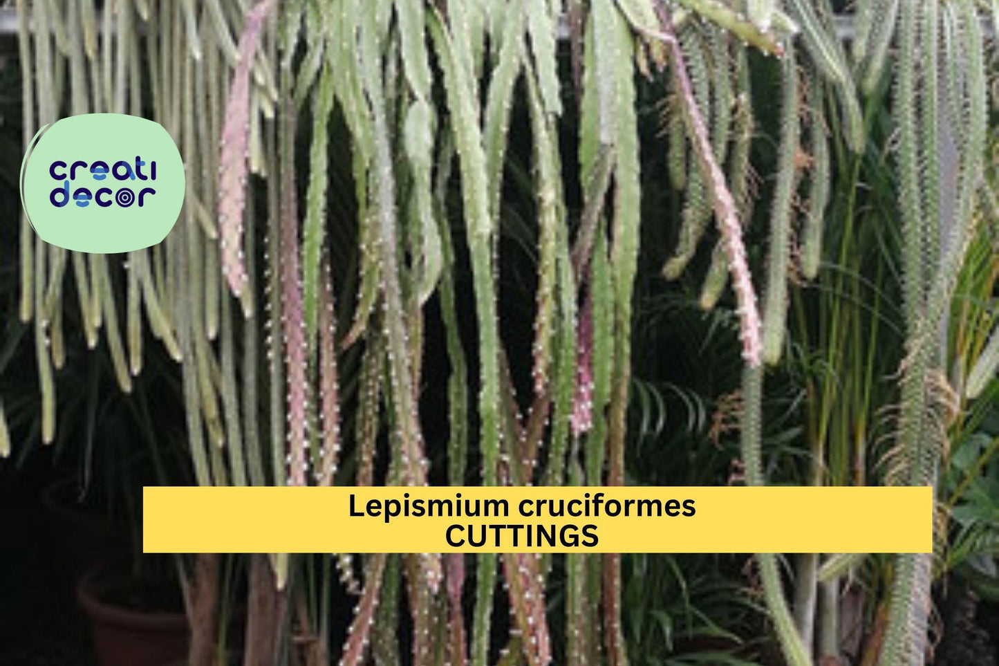 4 Lepismium Cruciforme Cuttings | 4" Epiphytic Cactus Starter | White Blooming Trailing Plant | Tropical Houseplant