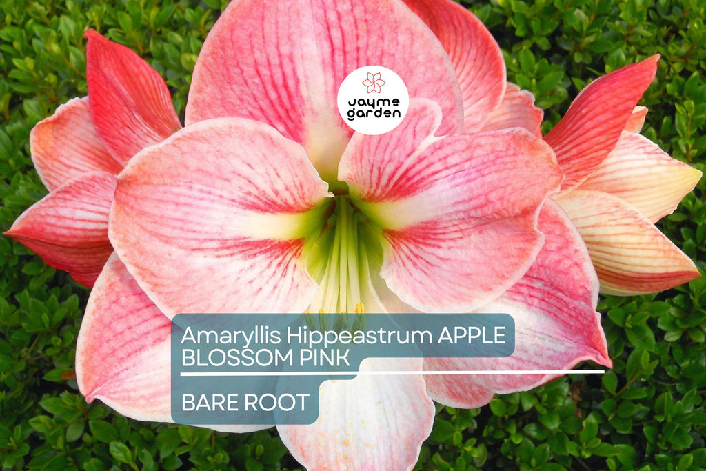 Amaryllis Apple Blossom Bulb - Pink & White Blooms, Award-Winning, Perfect for Indoor or Outdoor, USDA Zones 8-11