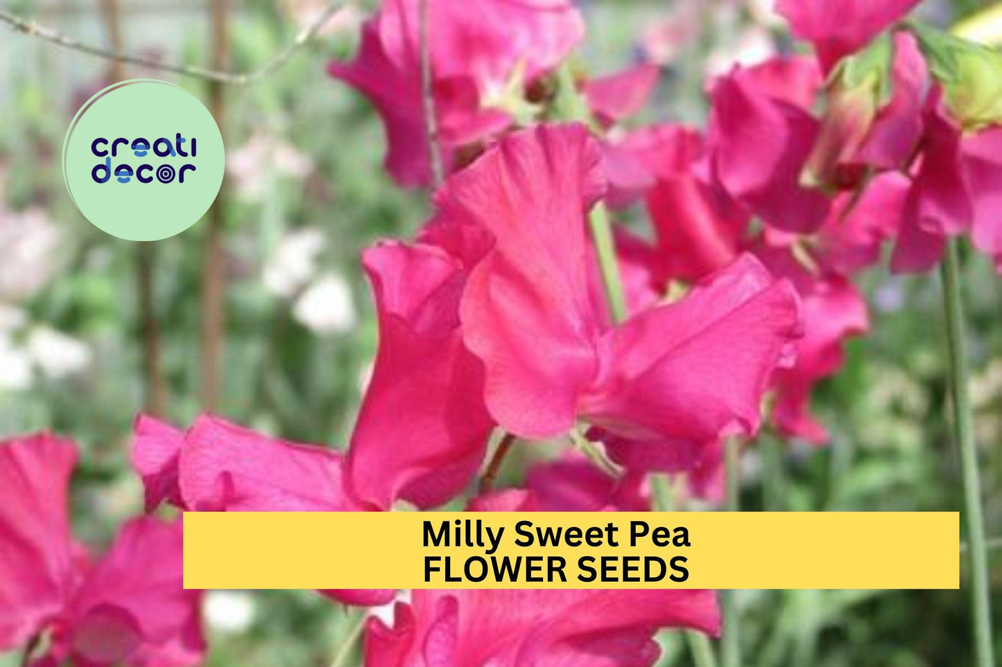 50+ Milly Sweet Pea Seeds – Soft Lilac Fragrant Blooms for Garden Planting, Climbing Vines for Trellises & Bouquets – USA