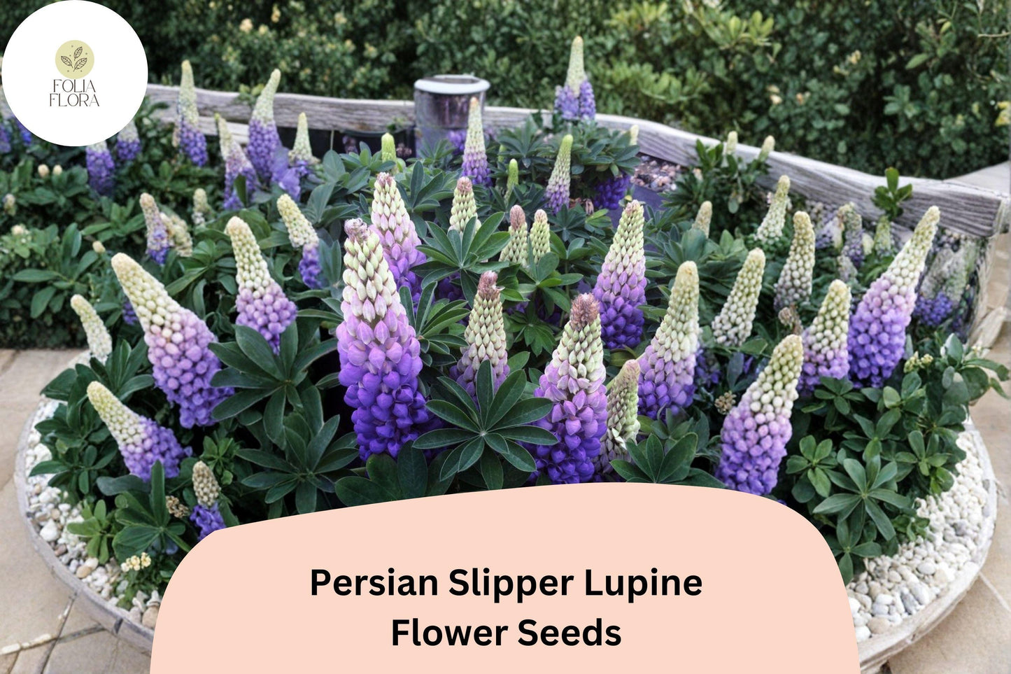 25+ Persian Slipper Lupine Seeds | Purple Lupinus | Elegant Spring Bloom Spikes for Garden Planting