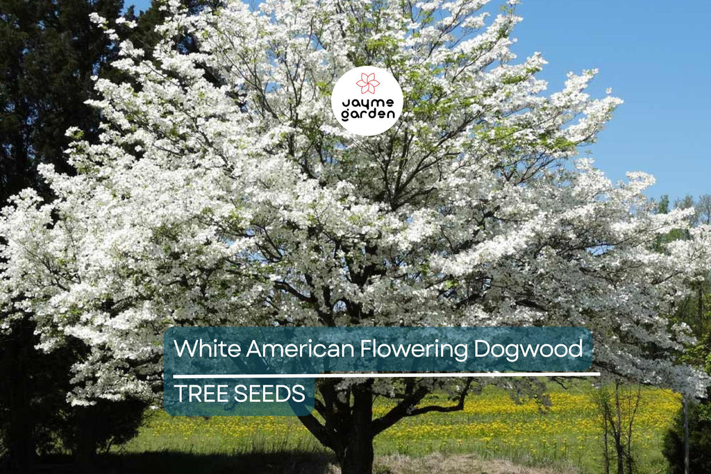 10 White American Flowering Dogwood Tree Seeds (Cornus florida) – Hardy Ornamental, 15-30' Tall