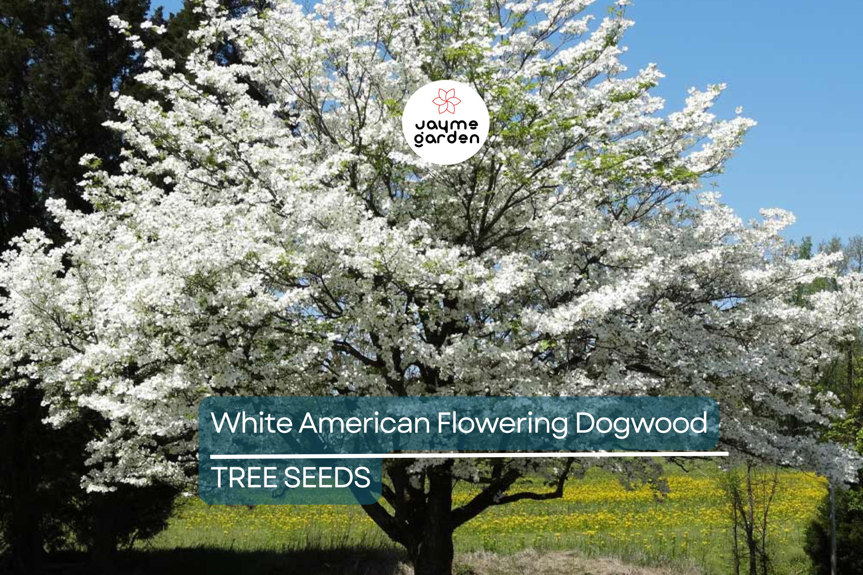10 White American Flowering Dogwood Tree Seeds (Cornus florida) – Hardy Ornamental, 15-30' Tall