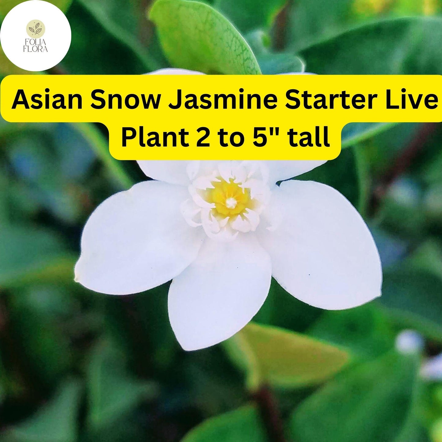 1 Wrightia Antidysenterica – Asian Snow Jasmine Bare Root Starter Live Plant 2-5” Tall – Fragrant White Flowers