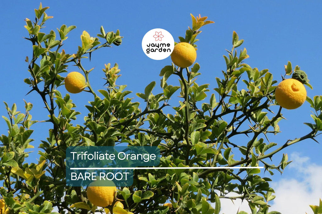 Trifoliate Orange Rootstock (15 Bare Root Plants) – Hardy Citrus for Grafting