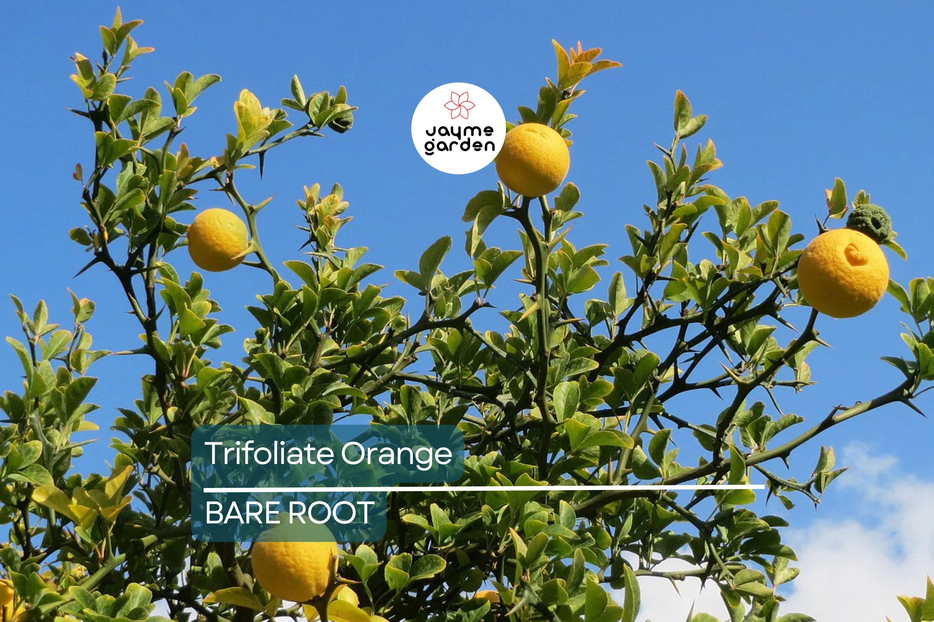 Trifoliate Orange Rootstock (15 Bare Root Plants) – Hardy Citrus for Grafting