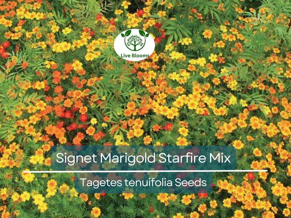 200 Seeds Signet Marigold Starfire Mix, 12" Beneficial Flower, Non-GMO, Vibrant Garden Blooms, Perfect for Cutting Garden, Easy to Grow
