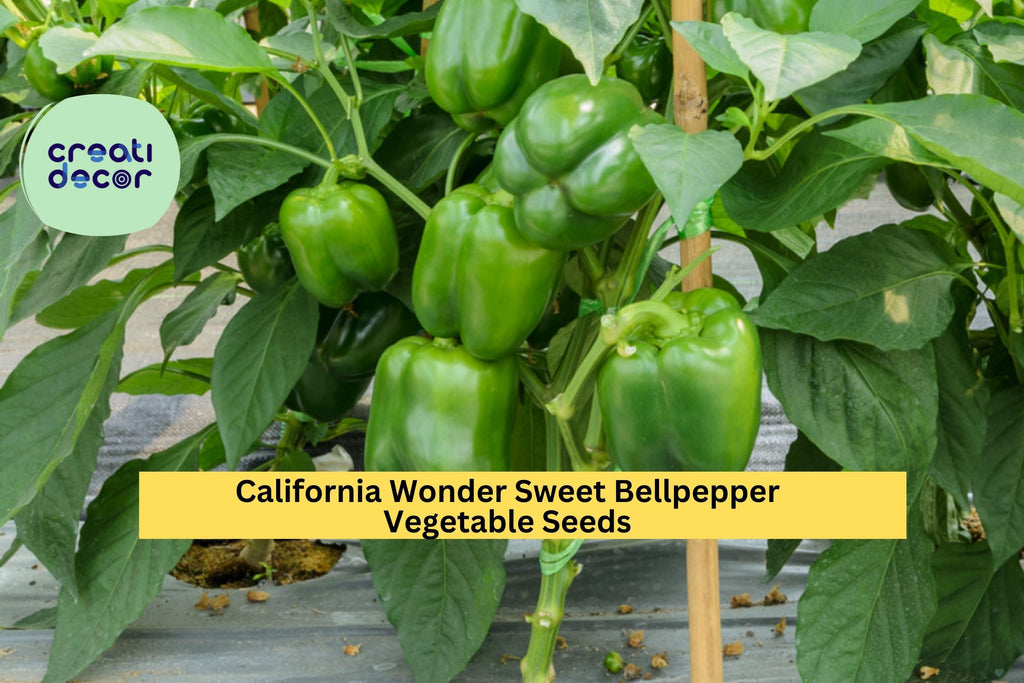3pcs of 300mg California Wonder Bell Pepper Seeds – Sweet Green to Red Peppers for Home Gardens and Container Growing Seeds for Planting