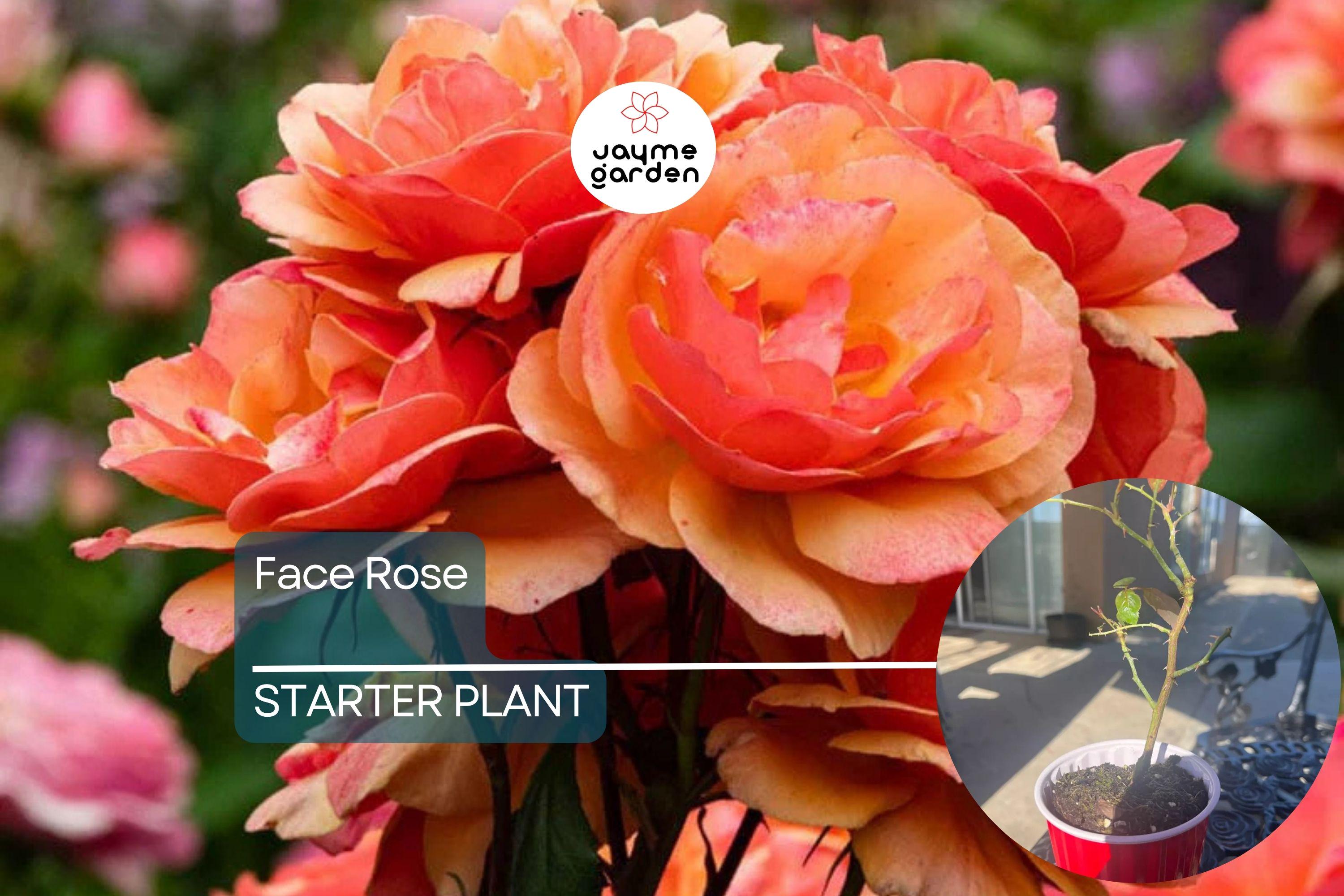 About Face Rose Starter Plant | Unique Two-Toned Blooms | Golden Orange & Ruby Red | 6-10" Tall Live Plant