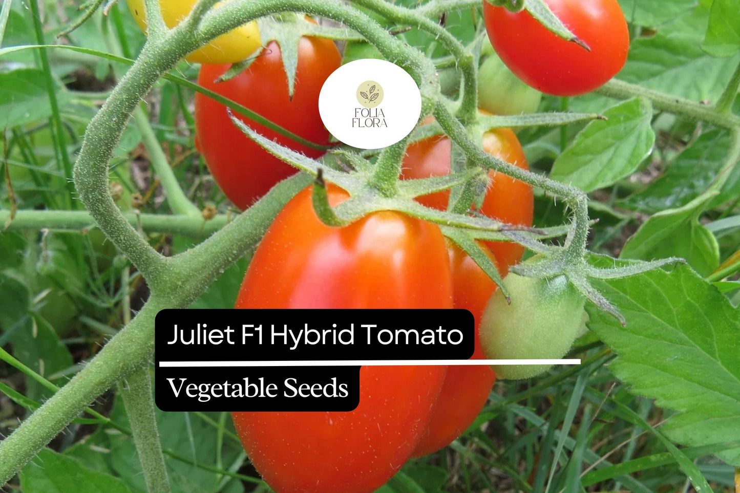 50+ Juliet F1 Tomato Seeds | Hybrid Grape Tomato Heirloom Variety | High Yield Sweet Red Tomatoes for Garden Planting