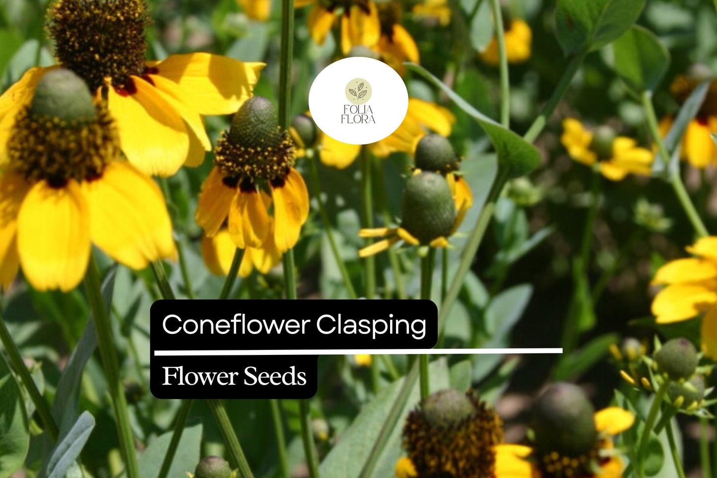 100mg Clasping Coneflower Seeds (Dracopis amplexicaulis) - Vibrant Native Wildflower for Pollinators