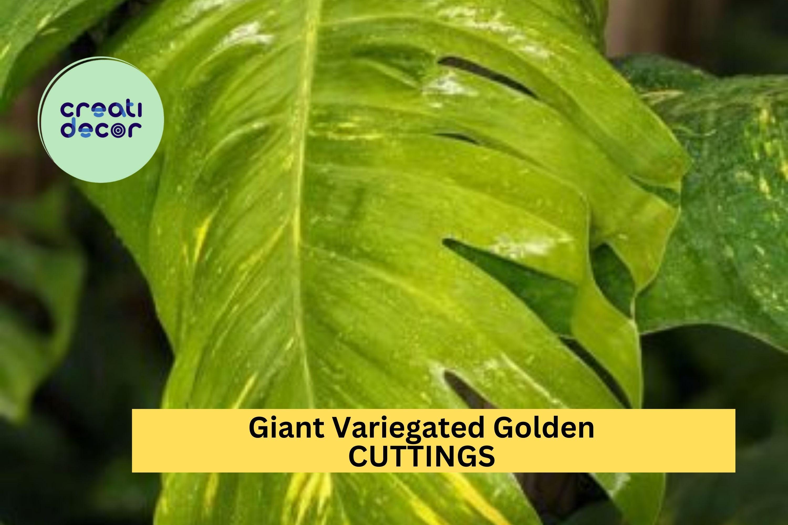 5 Rooted Giant Variegated Hawaiian Pothos Cuttings – Golden Leaf Bulk Set with Roots for Indoor Jungle or Hanging Baskets – USA