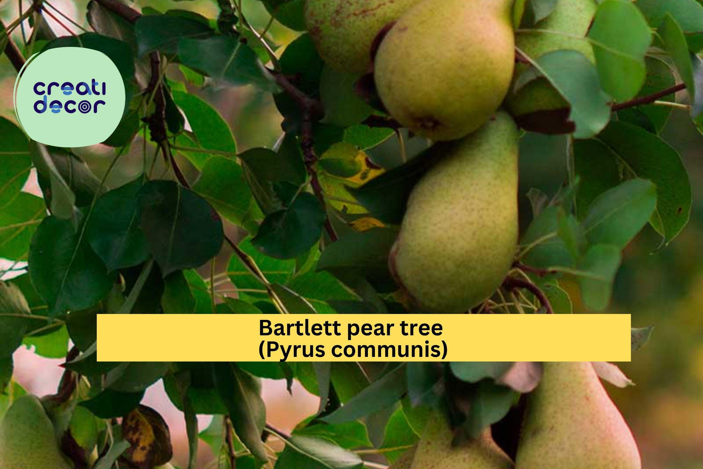 Bartlett Pear Tree Cuttings – 10 Fresh Hardwood Scions for Rooting or Grafting, Fruit Tree Propagation Wood, Pyrus communis Variety