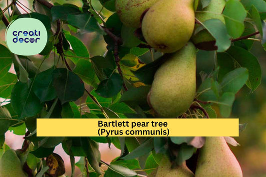 Bartlett Pear Tree Cuttings – 10 Fresh Hardwood Scions for Rooting or Grafting, Fruit Tree Propagation Wood, Pyrus communis Variety