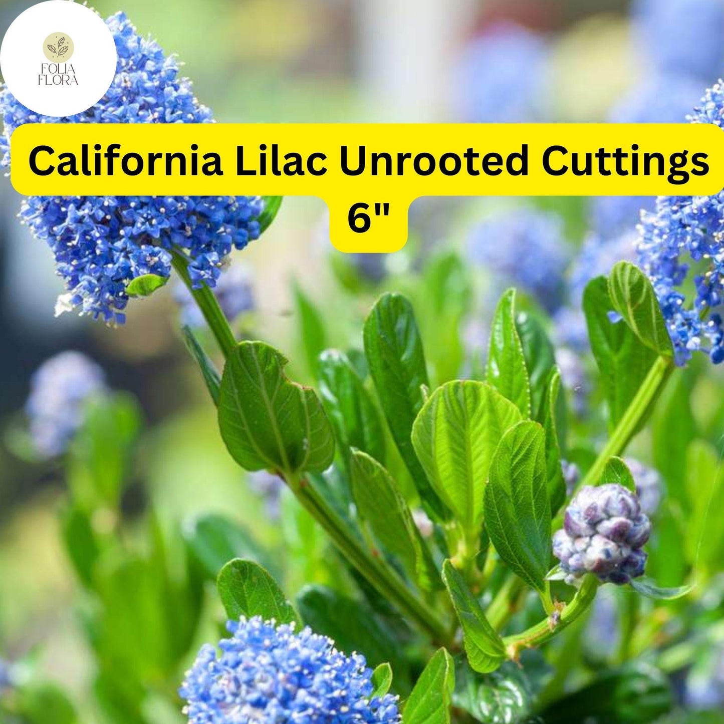 Ceanothus ‘California Lilac’ | 3 Unrooted 6" Live Cuttings | Fast-Growing Flowering Shrub | Blue Blooms