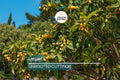 Loquat Tree  – Sweet Juicy Tropical Fruit Tree – Ships in Pot – Ready to Plant