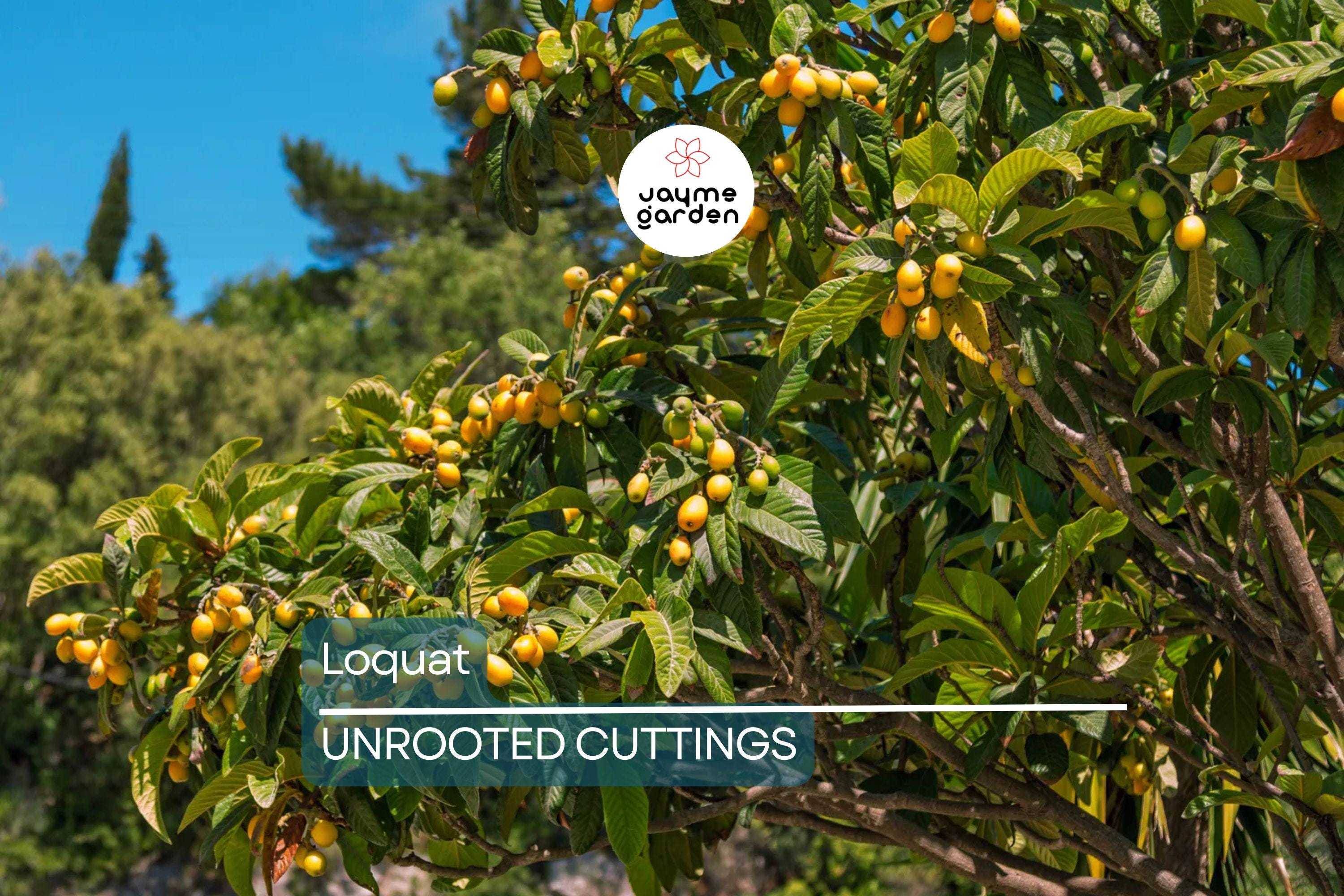 Loquat Tree  – Sweet Juicy Tropical Fruit Tree – Ships in Pot – Ready to Plant