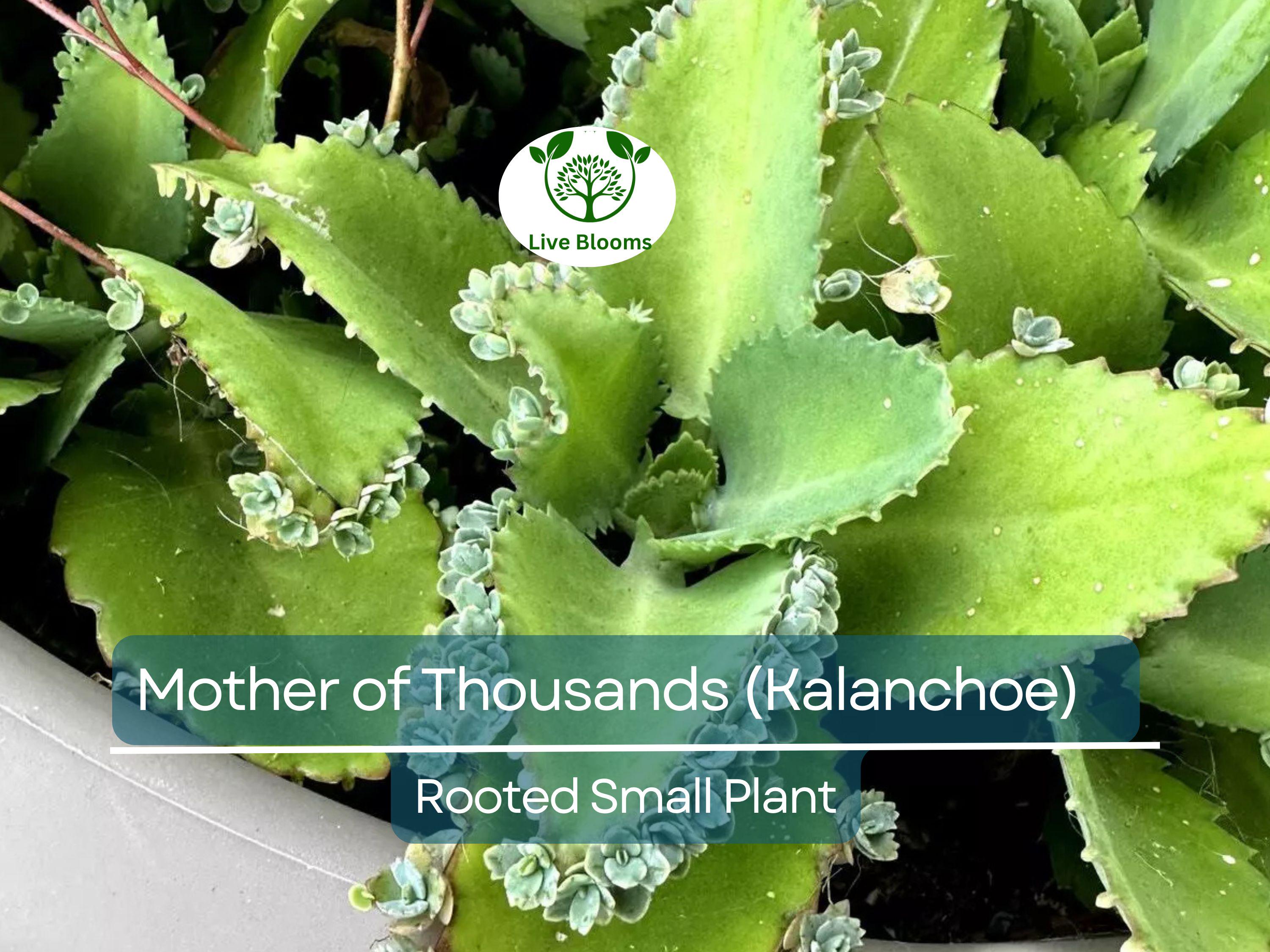 1 Mother of Thousands Plant (Kalanchoe) - Rooted Small Plant, Easy Care Succulent, Unique Indoor Plant, Fast-Growing, for Succulent Garden