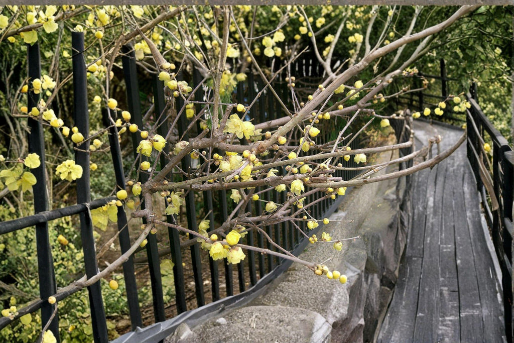 Chimonanthus praecox – Wintersweet Tree 10 Seeds | Fragrant Winter Blooms | Rare Flowering Shrub | Cold-Season Interest